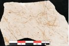 Foto (Detailansicht) von Hypnum sagorianum Ettingshausen (NHMW-GEO-2024-0188-6733)